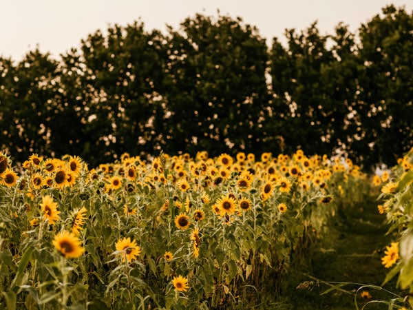 the sunflower field at Farm & Co, NSW