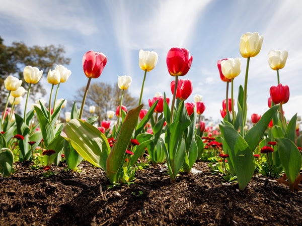 Floriade in Canberra