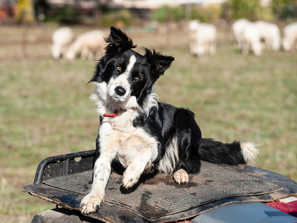 Border Collie on a working farm in Australia
