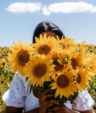 <p><i>9 picture-perfect places to go sunflower picking in</i> <strong>Australia</strong></p>
