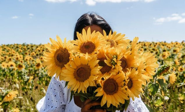 a woman holding a bunch of sunflowers at Pick Your Own Sunflowers, VIC