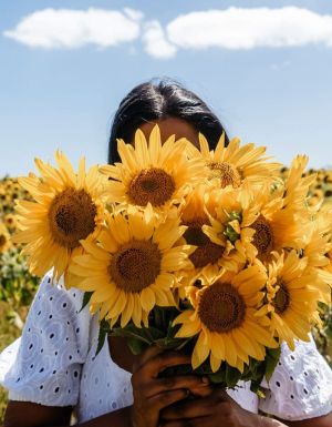 a woman holding a bunch of sunflowers at Pick Your Own Sunflowers, VIC