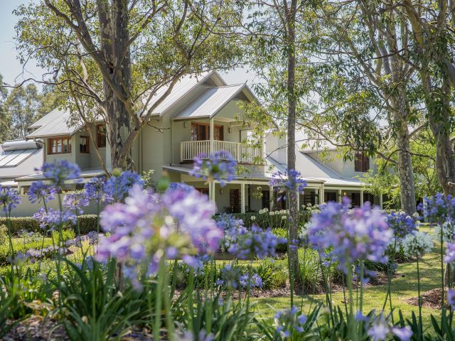 lavender blooms at Spicers Vineyard Estate, Hunter Valley
