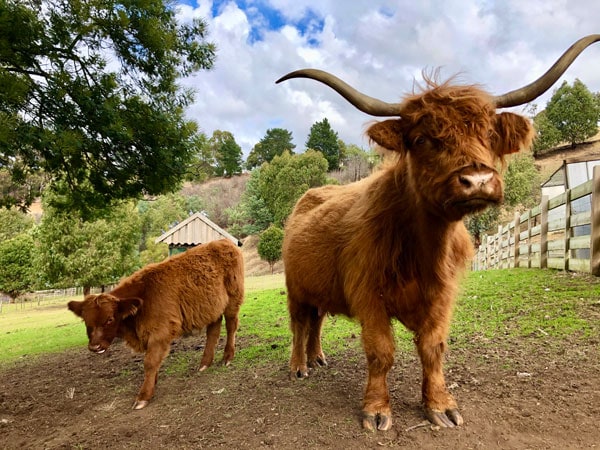 highland cattle at Old Mac’s Farm Stay, Launceston
