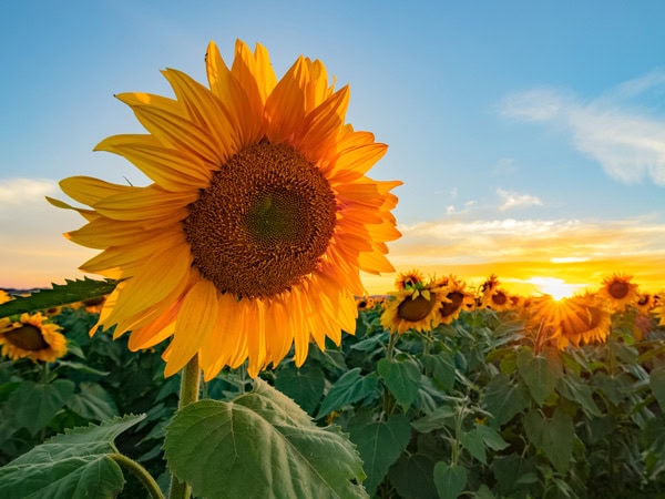 a close-up shot of a sunflower at Pick Your Own Sunflowers, VIC
