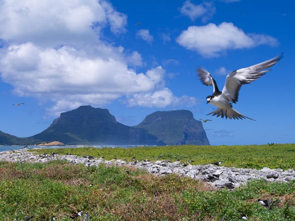 a Sooty Tern flying above North Bay on Lord Howe Island