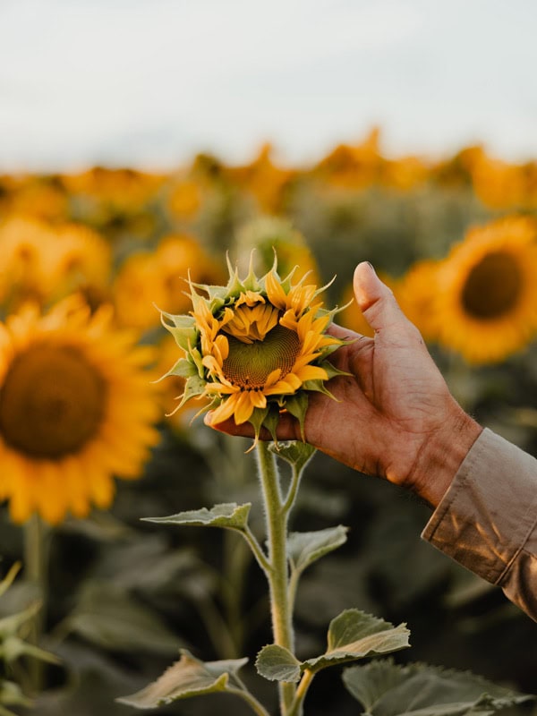 touching a sunflower at The Paddock, WA
