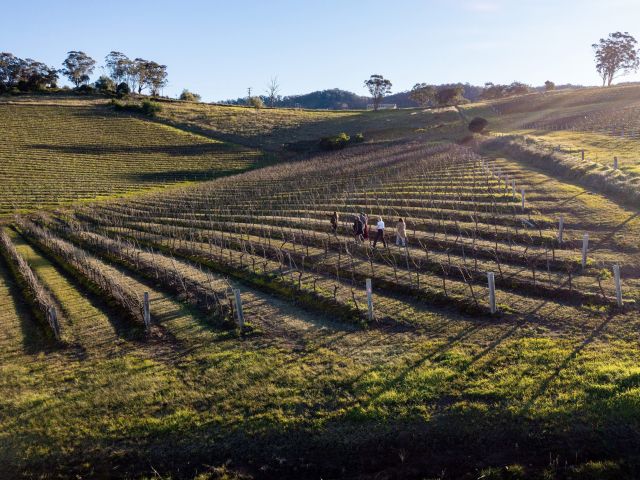 Briar Ridge Vineyard, Hunter Valley