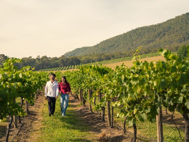 Mount Pleasant Wines, Pokolbin