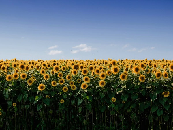 a sunflower farm in full bloom