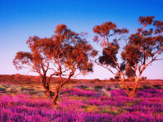 Flinders Ranges