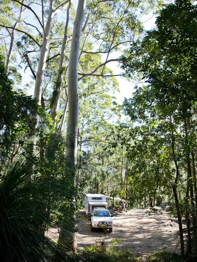 a bush camping site in Gap Creek Campground