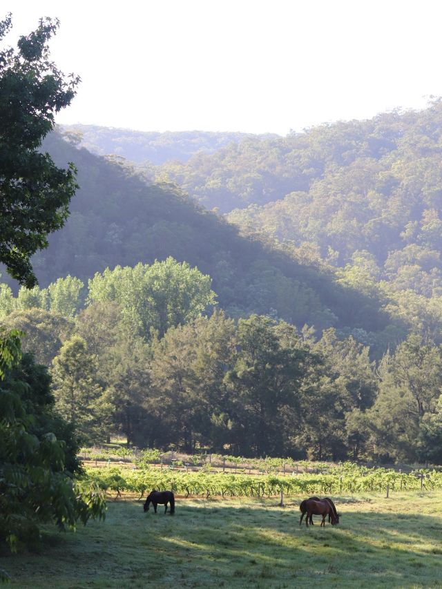 horses at Stonehurst Cedar Creek Vineyard