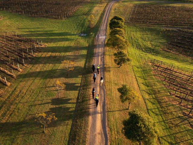 the Hunter Valley Horses from above