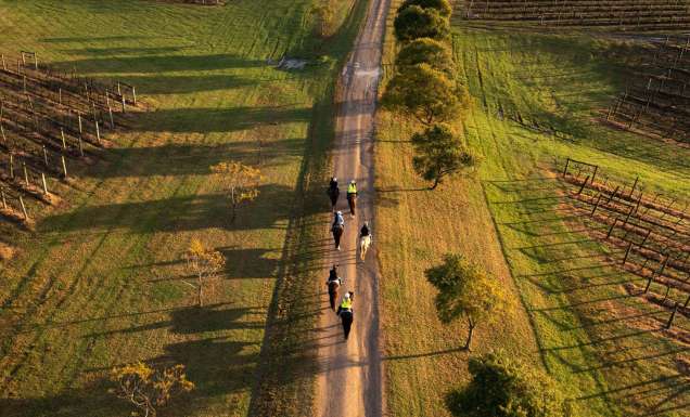 the Hunter Valley Horses from above