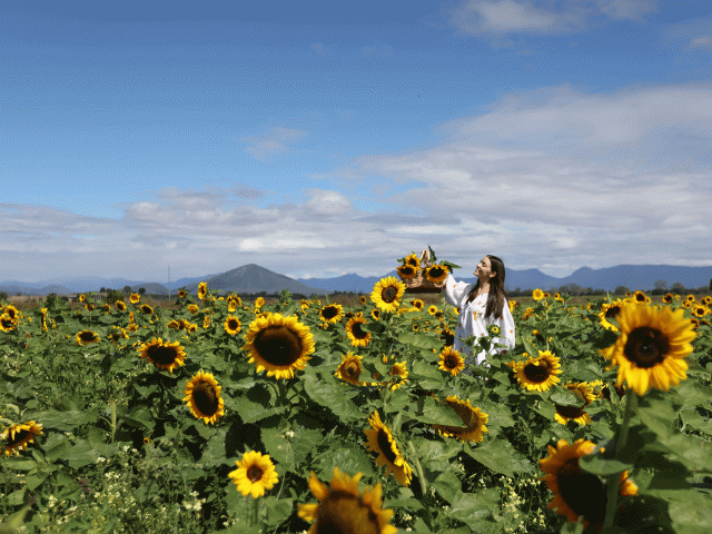 Sunflower farm