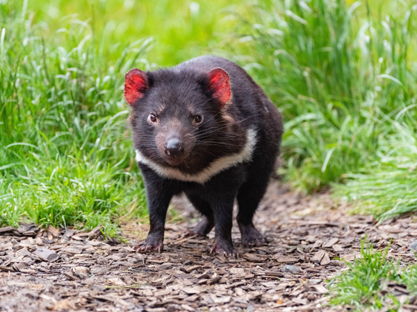 a Tassie devil at Tasmanian Devil Unzoo