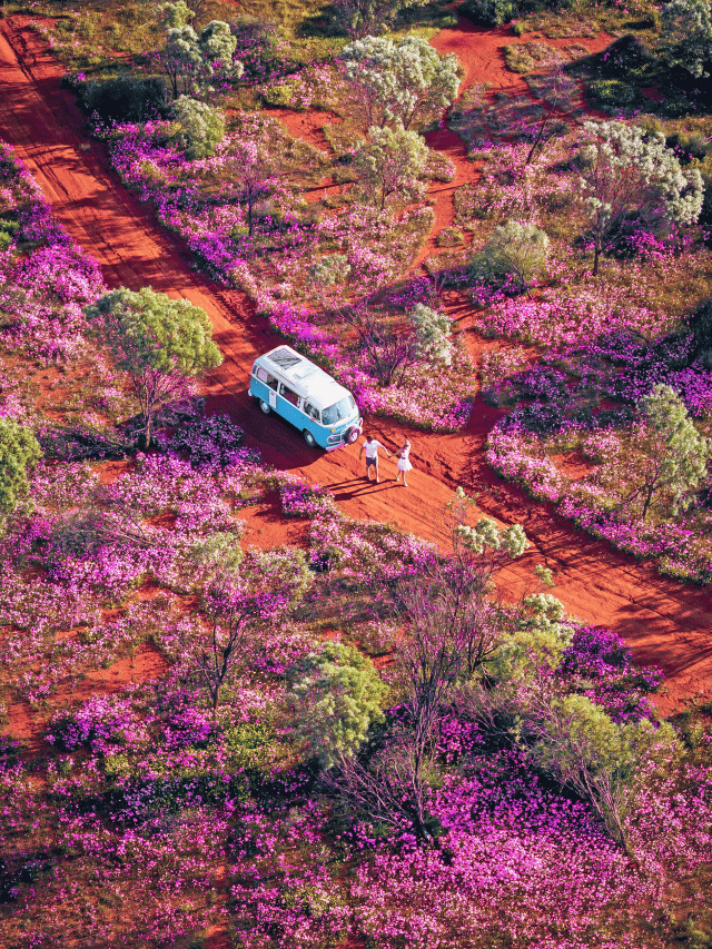 WA wildflowers
