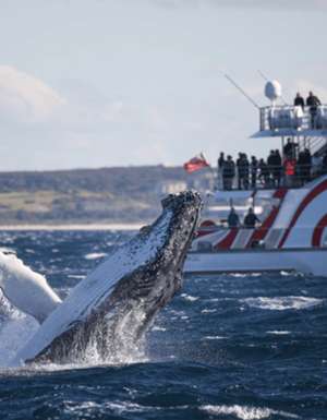 Whale Watching Sydney