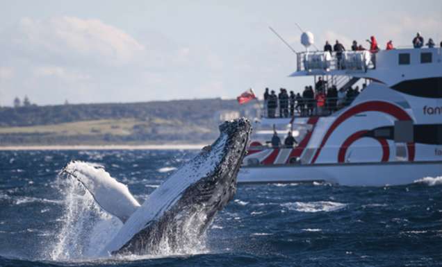 Whale Watching Sydney