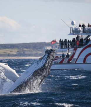 <p><i>The ultimate guide</i> to whale watching in <strong>Sydney</strong></p>
