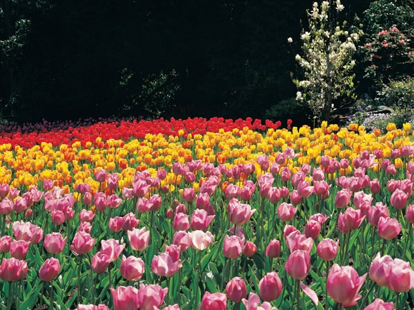 Tesselaar Tulip Festival in Silvan, Victoria