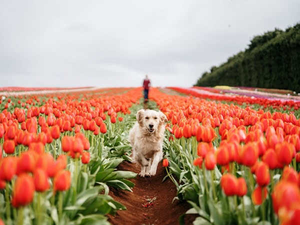 Table Cape Tulip Farm in Wynyard, Tasmania