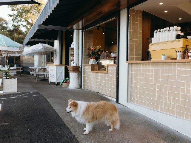 a dog standing outside St Coco Cafe