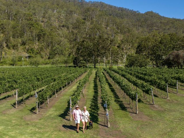 exploring O'Reilly's Canungra ValleyVineyards
