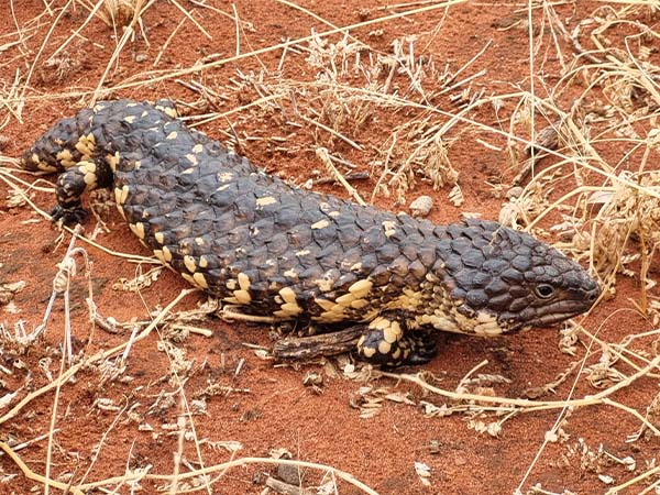 Cuttaburra National Park