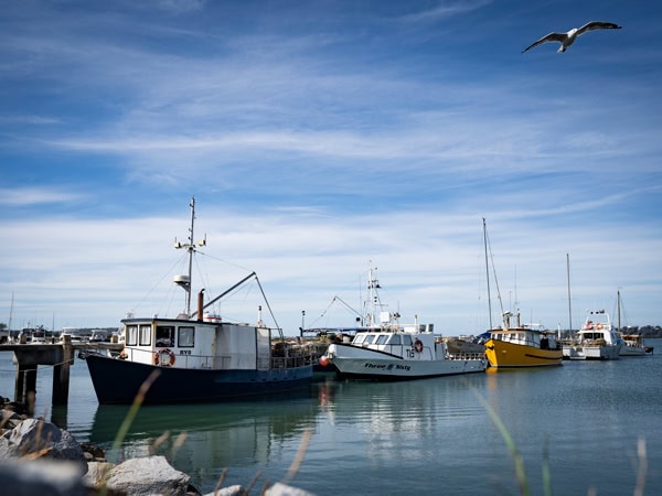 boats docked at Georges Bay, St Helens