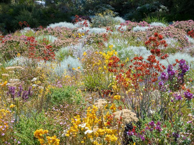 Wildflowers blooming in Western Australia