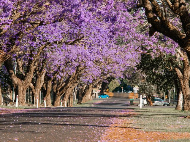 Grafton, NSW