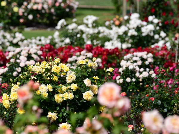 Roses in Renmark, South Australia