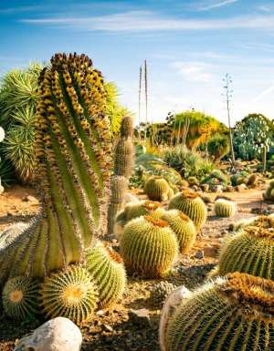 Cactus Country in Victoria