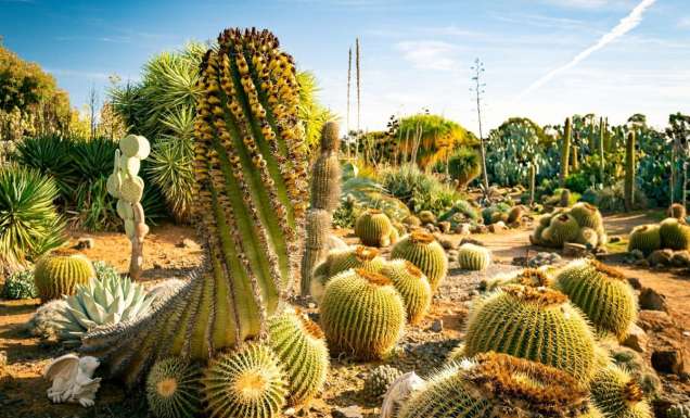 Cactus Country in Victoria