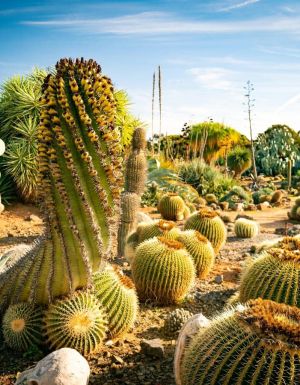 Cactus Country in Victoria