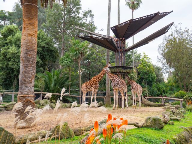 giraffes at Melbourne Zoo