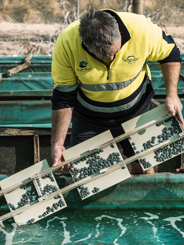 a farmer harvesting abalone at Ocean Road Abalone, Port Fairy