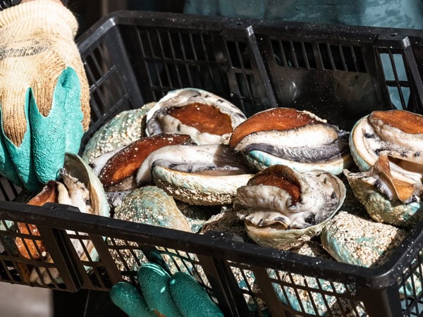 a basket full of abalones at Ocean Road Abalone, Port Fairy