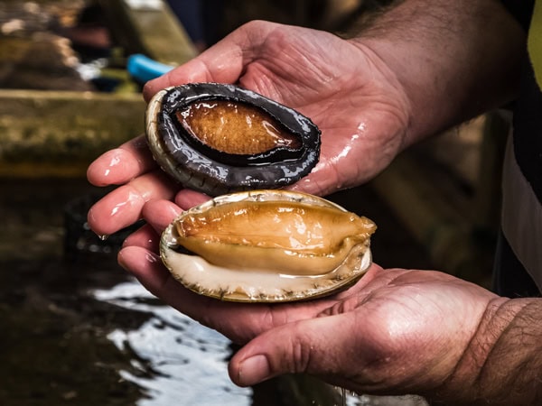 a hand holding a shell of abalone at Ocean Road Abalone, Port Fairy