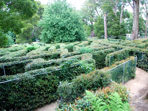 the SkyHigh Maze in Mount Dandenong