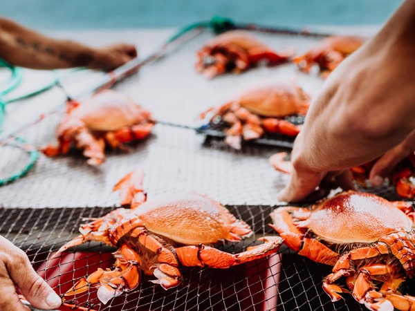 spanner crabs in Mooloolaba
