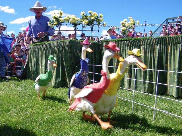 Royal Hobart Show in Hobart, Tasmania
