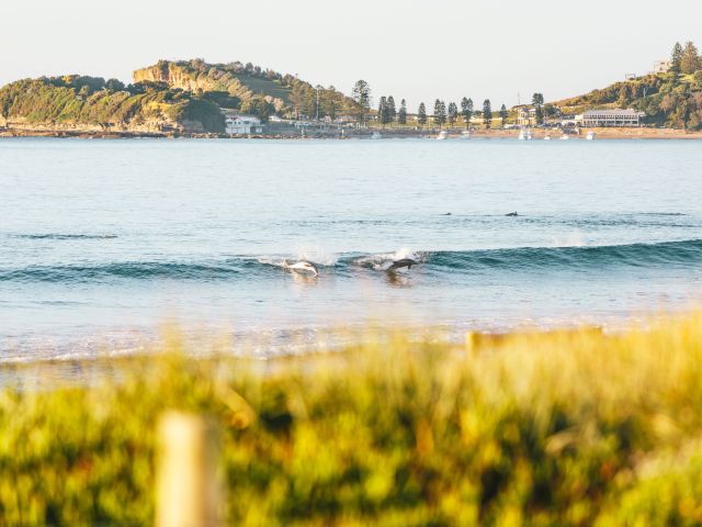 dolphins catching a wave at Terrigal Beach on the Central Coast