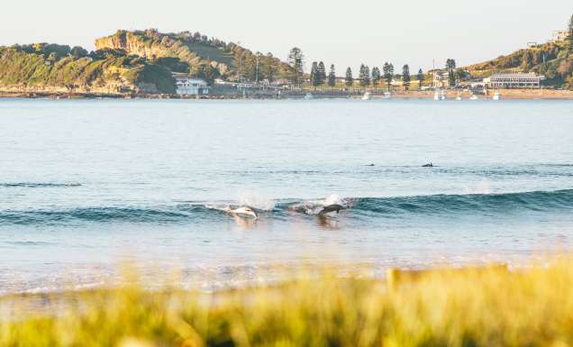 dolphins catching a wave at Terrigal Beach on the Central Coast