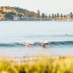dolphins catching a wave at Terrigal Beach on the Central Coast