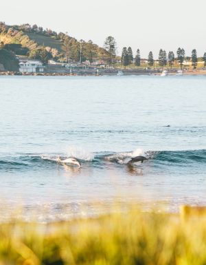 dolphins catching a wave at Terrigal Beach on the Central Coast