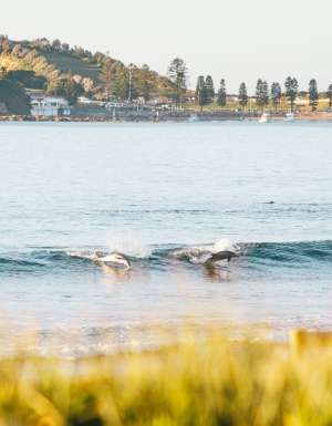 dolphins catching a wave at Terrigal Beach on the Central Coast