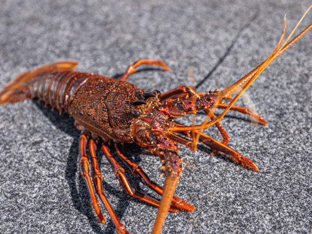 Geraldton lobster